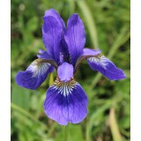 Iiris (lill)